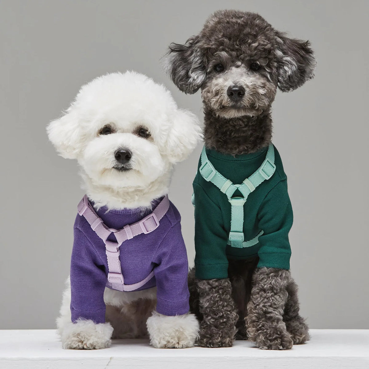 Conjunto de coleira para animais de estimação, série macaron, cabeça dupla, ajustável, colete para cães pequenos e médios, moda para animais de estimação