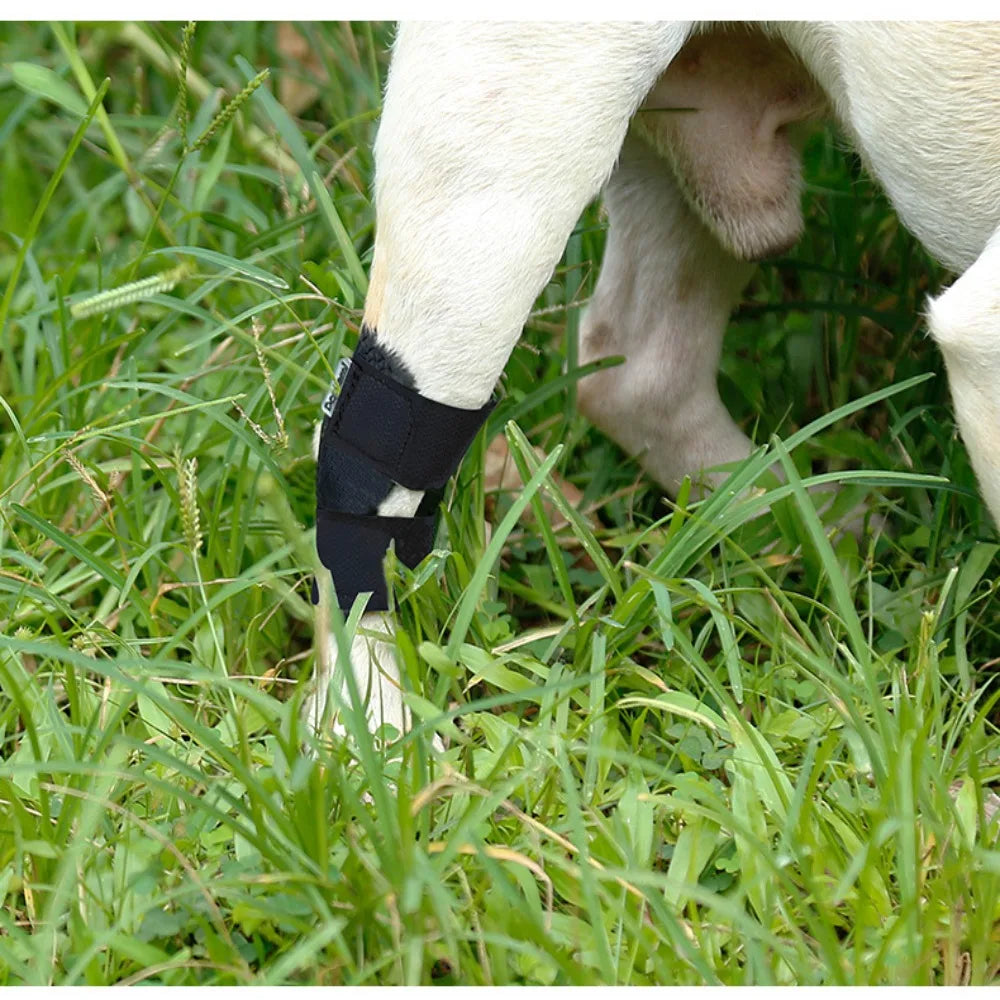 Protege bandagem cão artrite protetor capa cão perna apoio cães jarrete conjunta cinta pet joelheiras recuperação de lesões cães suprimentos