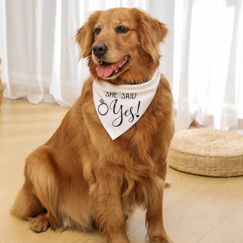 Bandana Casamento Canina