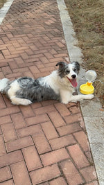 Garrafa Pet Portátil