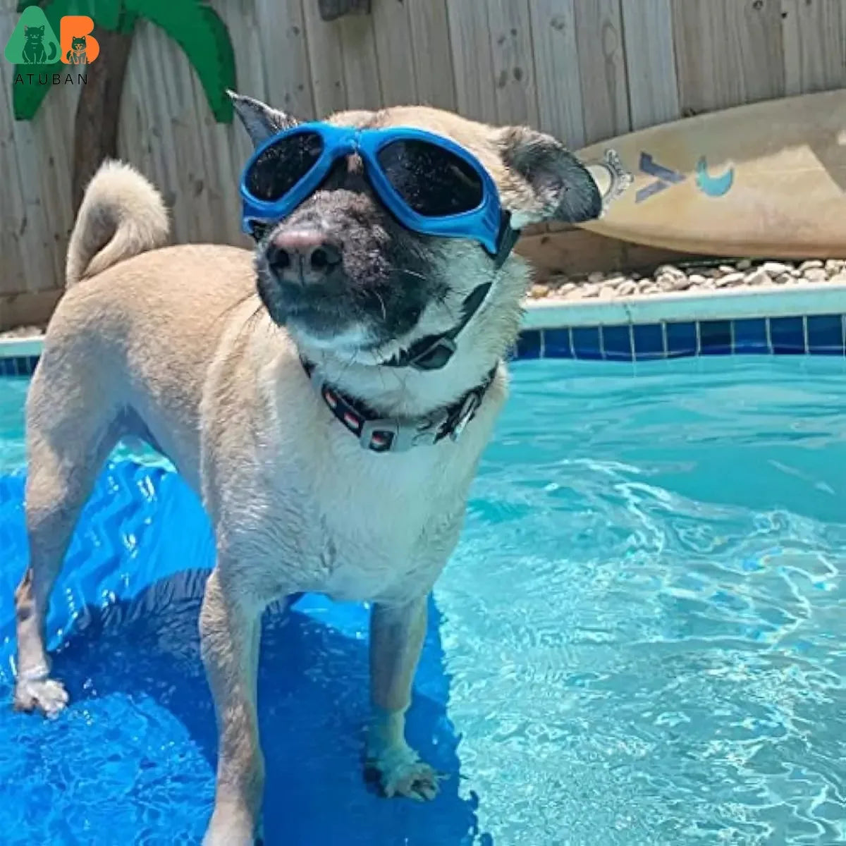 ATUBAN Óculos de sol para cães pequenos, à prova d'água, à prova de vento, proteção UV, óculos de sol para animais de estimação, motocicleta para cachorrinho, gato (VERMELHO)