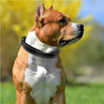 Coleira reflexiva para cães médios e grandes, coleira acolchoada de neoprene macio, resistente, ajustável, suprimentos para coleira de animais de estimação