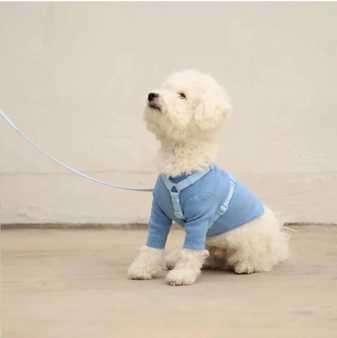 Conjunto de coleira para animais de estimação, série macaron, cabeça dupla, ajustável, colete para cães pequenos e médios, moda para animais de estimação