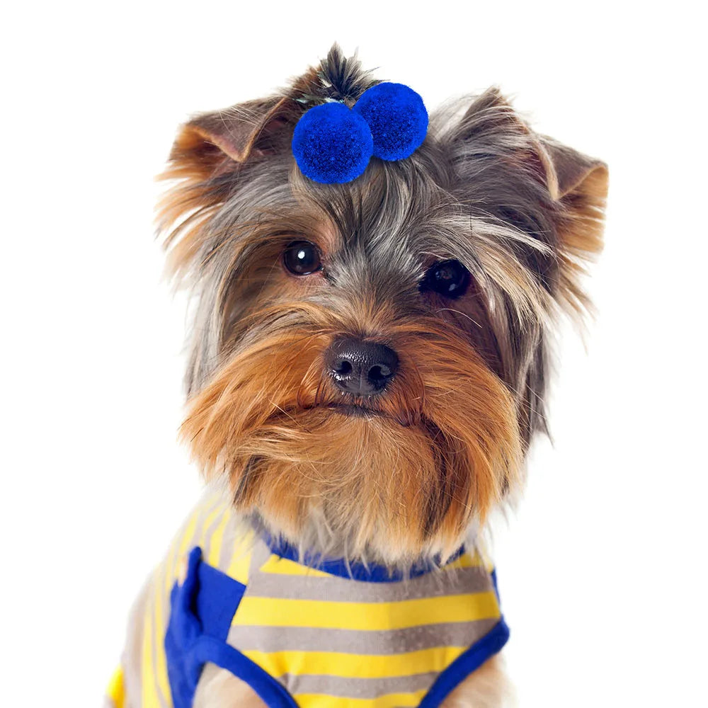 Laços Pet Charmosos