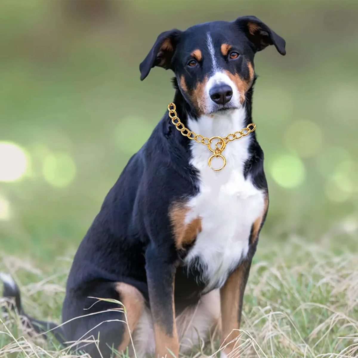 Cão corrente de ouro cubana link cão metal deslizamento colar cão estrangulamento colar filhote de cachorro metal p deslizamento corrente pet treinamento andando gargantilha